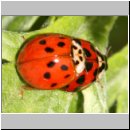 Harmonia axyridis - Asiatischer Marienkaefer 48a.jpg
